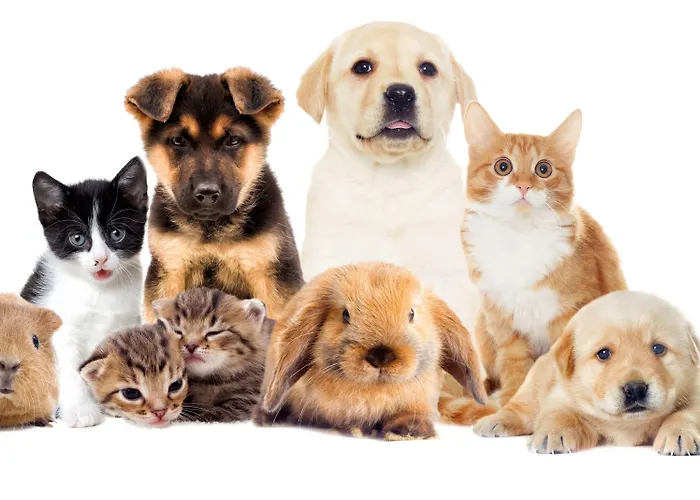 Dei Fiori Restaurant - Meeting & Hotel